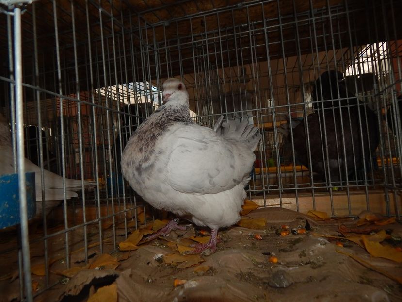  - Sannicolau Mare Noiembrie 2018