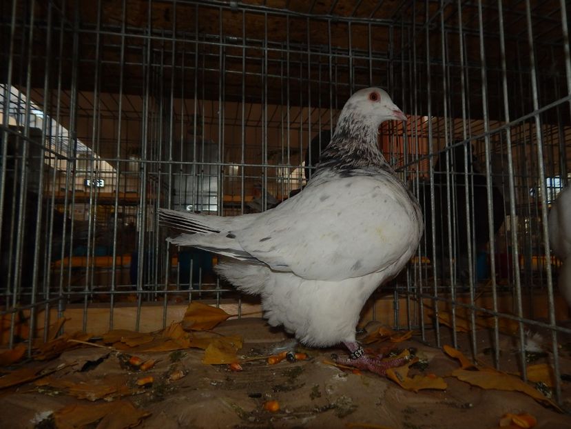  - Sannicolau Mare Noiembrie 2018