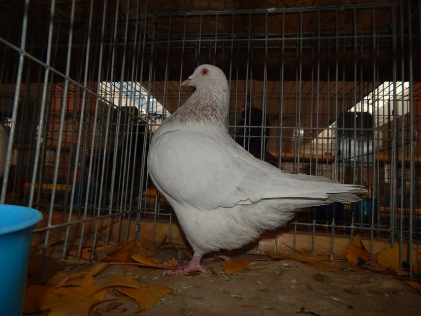  - Sannicolau Mare Noiembrie 2018