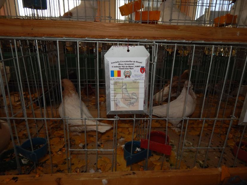  - Sannicolau Mare Noiembrie 2018