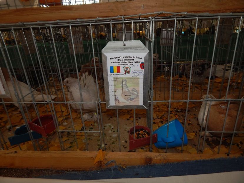  - Sannicolau Mare Noiembrie 2018