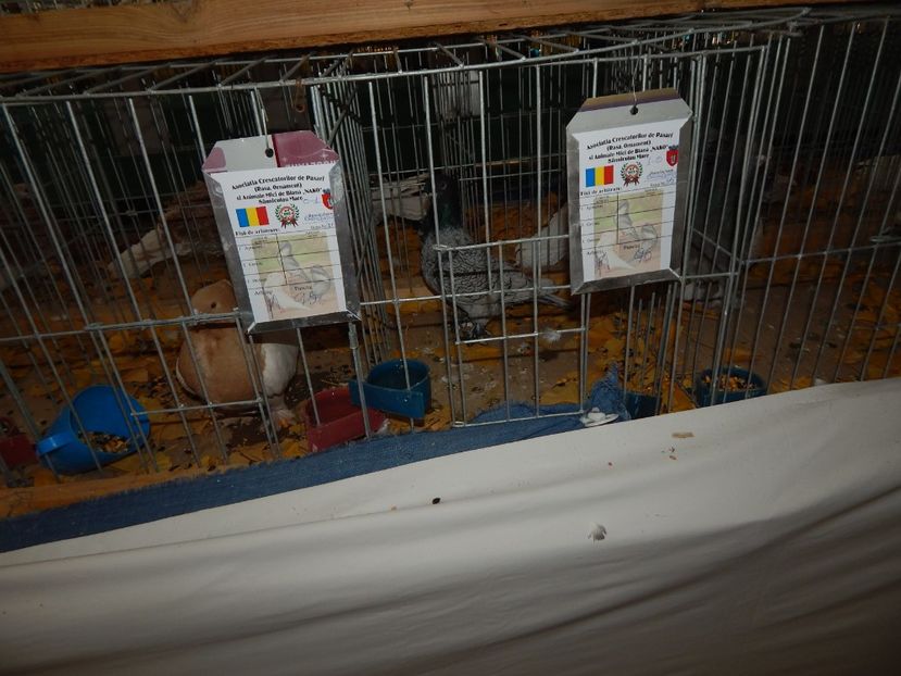  - Sannicolau Mare Noiembrie 2018