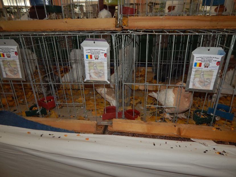  - Sannicolau Mare Noiembrie 2018