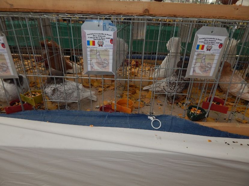  - Sannicolau Mare Noiembrie 2018