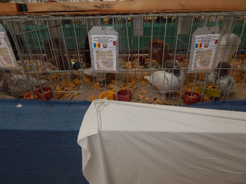  - Sannicolau Mare Noiembrie 2018