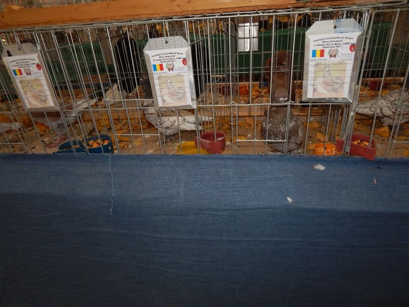  - Sannicolau Mare Noiembrie 2018