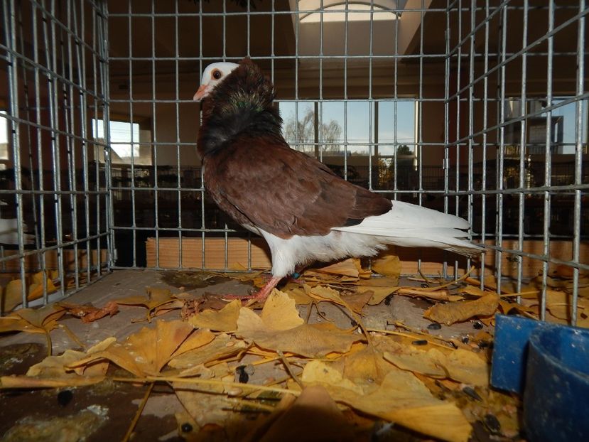  - Sannicolau Mare Noiembrie 2018