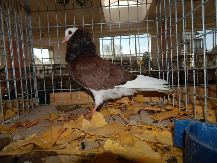  - Sannicolau Mare Noiembrie 2018