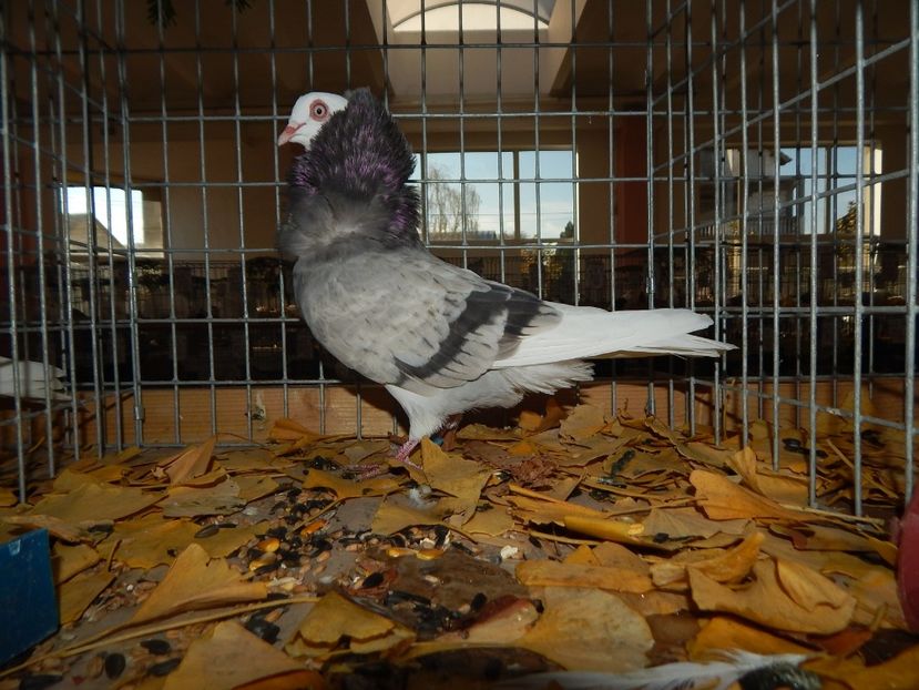  - Sannicolau Mare Noiembrie 2018