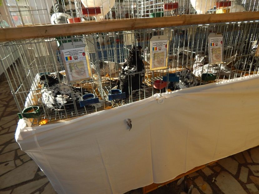  - Sannicolau Mare Noiembrie 2018