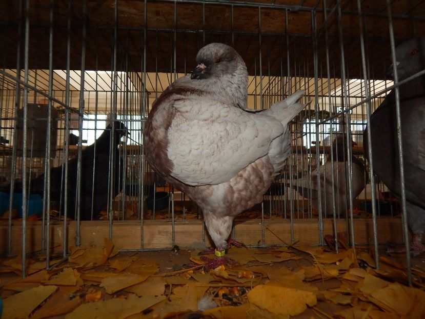  - Sannicolau Mare Noiembrie 2018