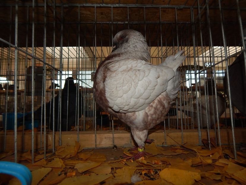  - Sannicolau Mare Noiembrie 2018