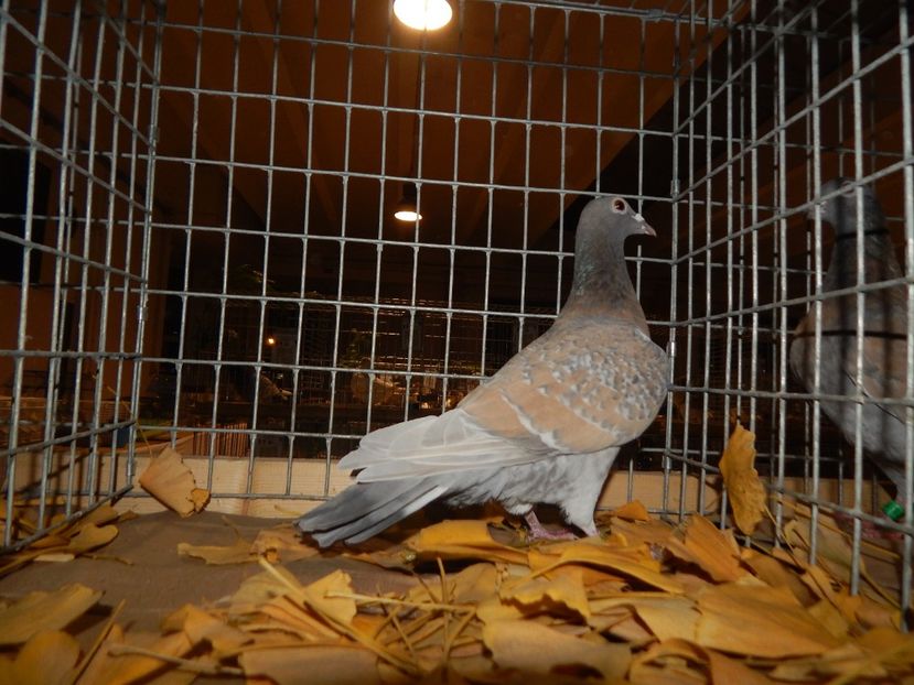  - Sannicolau Mare Noiembrie 2018