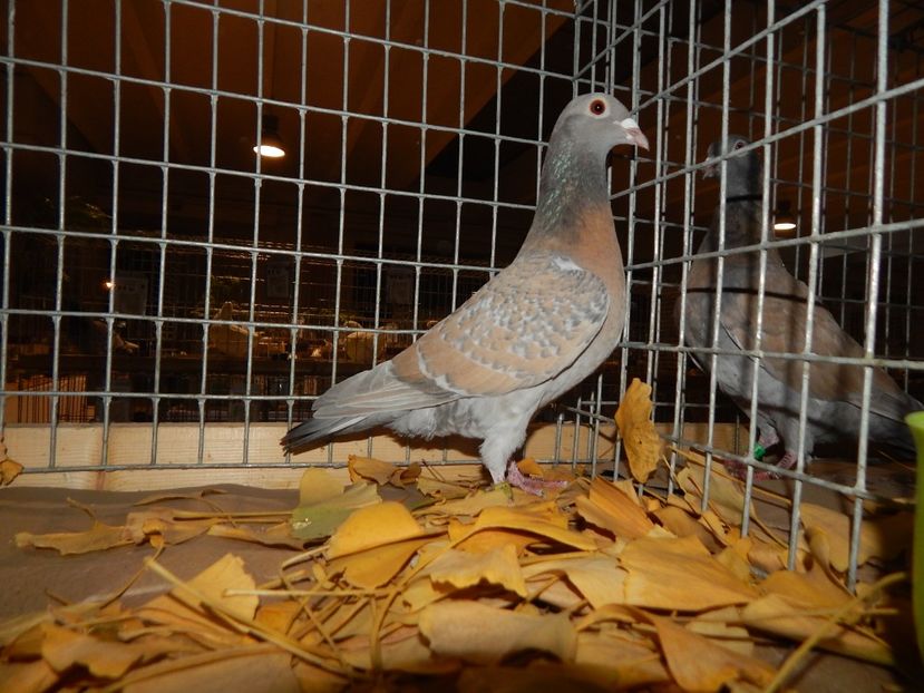  - Sannicolau Mare Noiembrie 2018