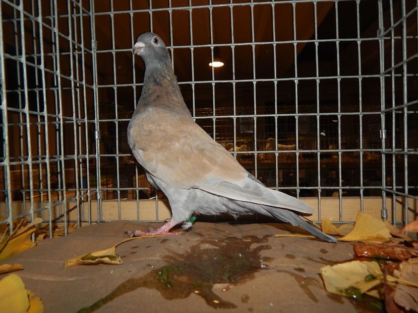  - Sannicolau Mare Noiembrie 2018