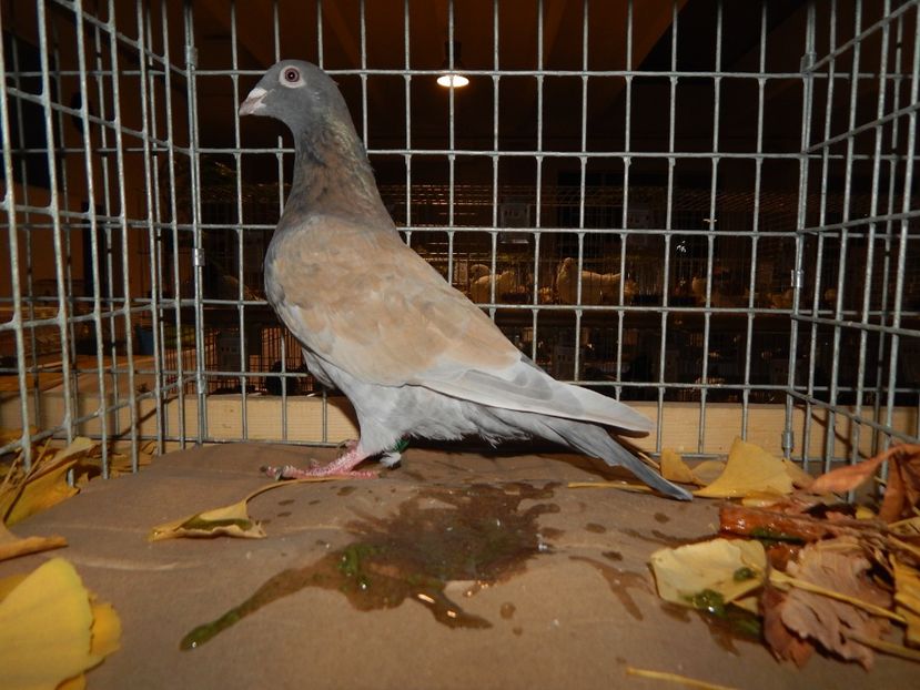  - Sannicolau Mare Noiembrie 2018