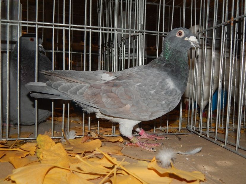  - Sannicolau Mare Noiembrie 2018