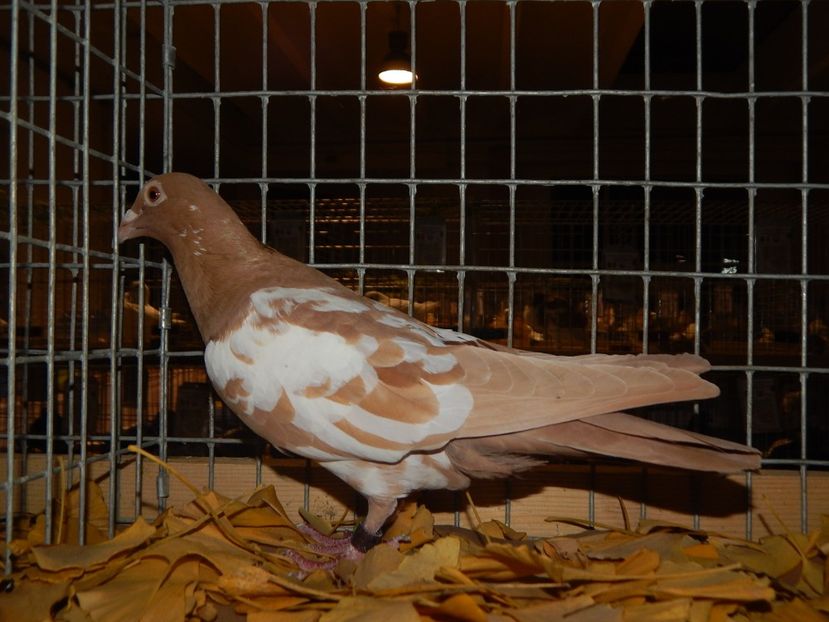  - Sannicolau Mare Noiembrie 2018