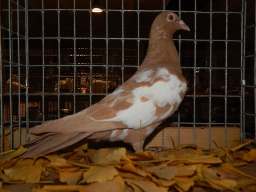  - Sannicolau Mare Noiembrie 2018