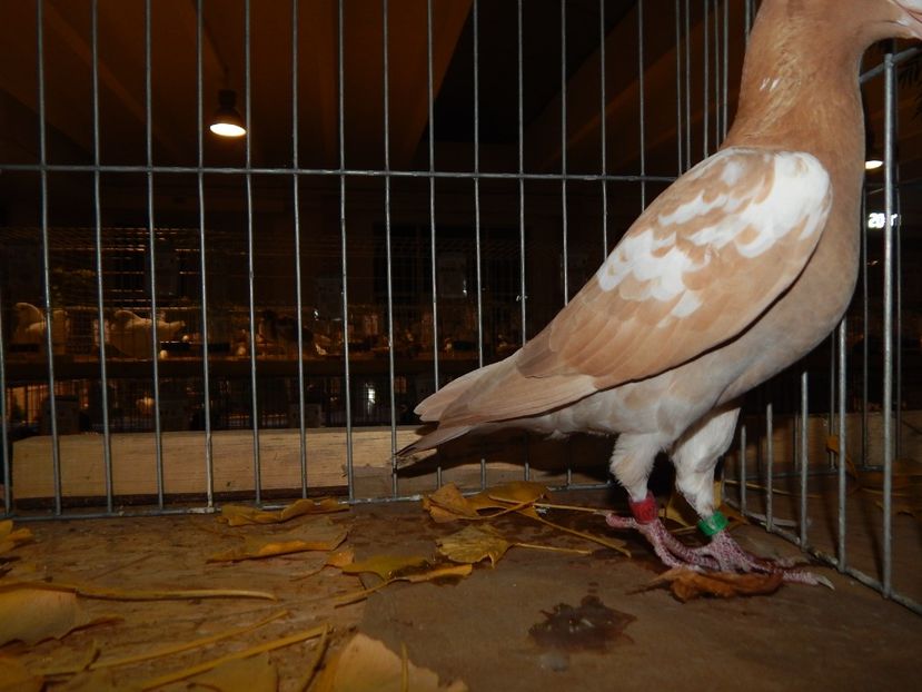  - Sannicolau Mare Noiembrie 2018