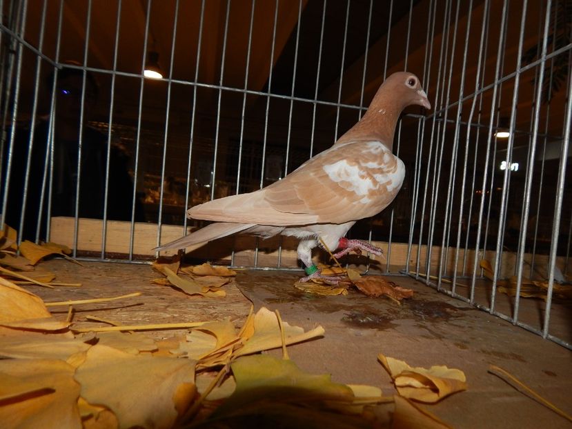  - Sannicolau Mare Noiembrie 2018