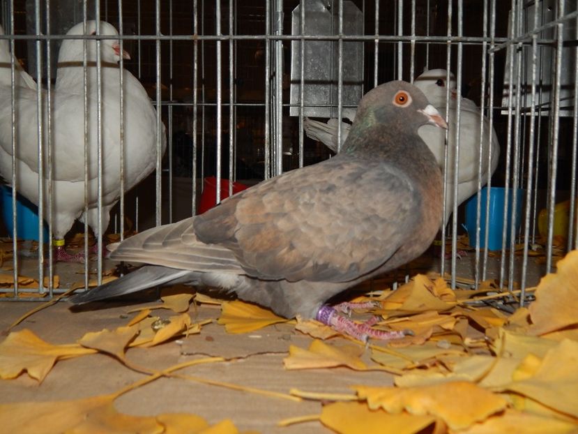  - Sannicolau Mare Noiembrie 2018