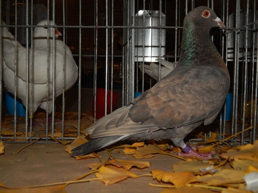  - Sannicolau Mare Noiembrie 2018