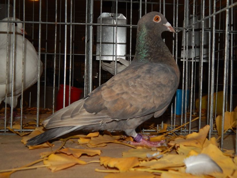  - Sannicolau Mare Noiembrie 2018