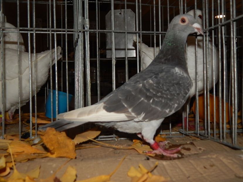  - Sannicolau Mare Noiembrie 2018