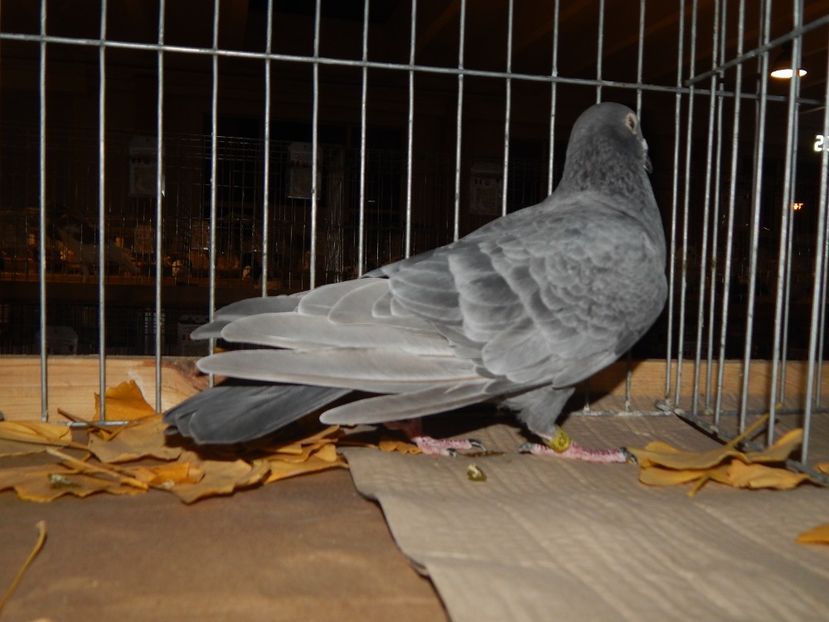  - Sannicolau Mare Noiembrie 2018