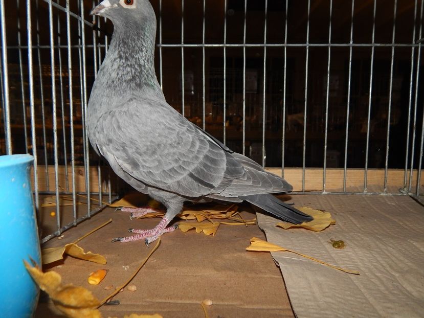  - Sannicolau Mare Noiembrie 2018