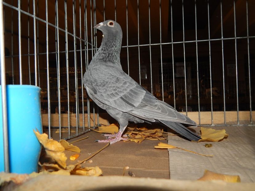  - Sannicolau Mare Noiembrie 2018