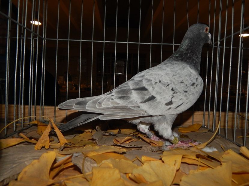  - Sannicolau Mare Noiembrie 2018