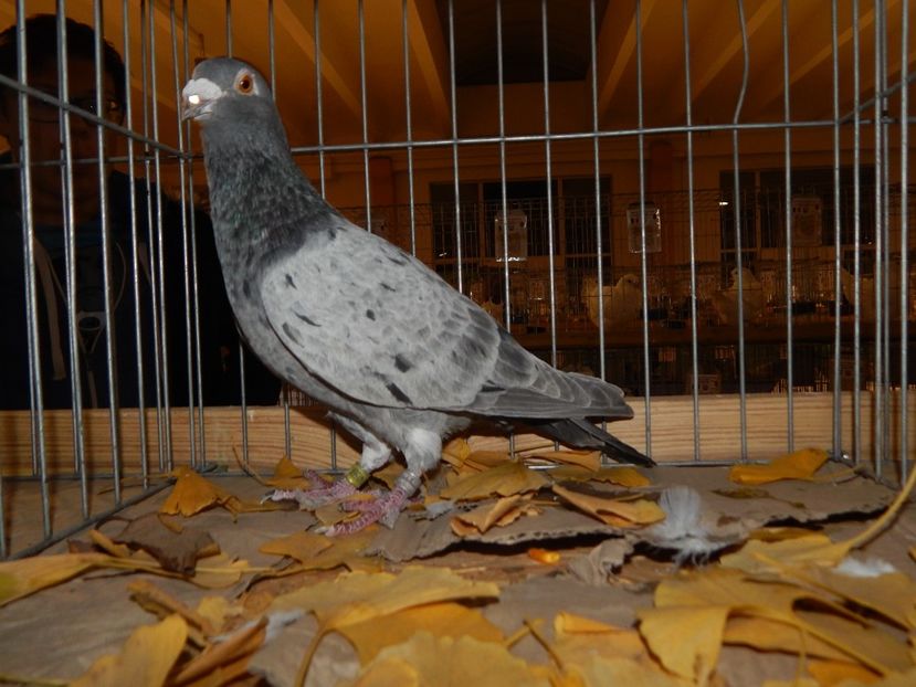  - Sannicolau Mare Noiembrie 2018