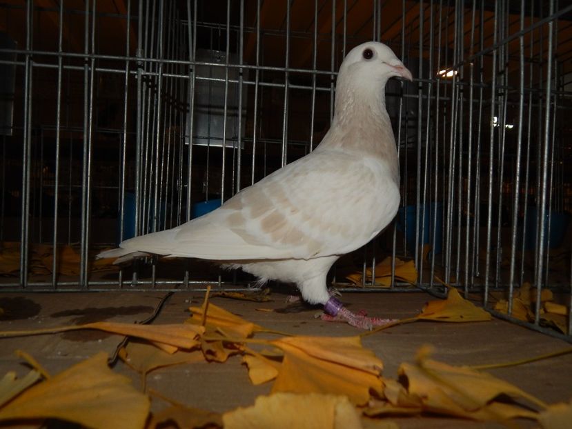  - Sannicolau Mare Noiembrie 2018