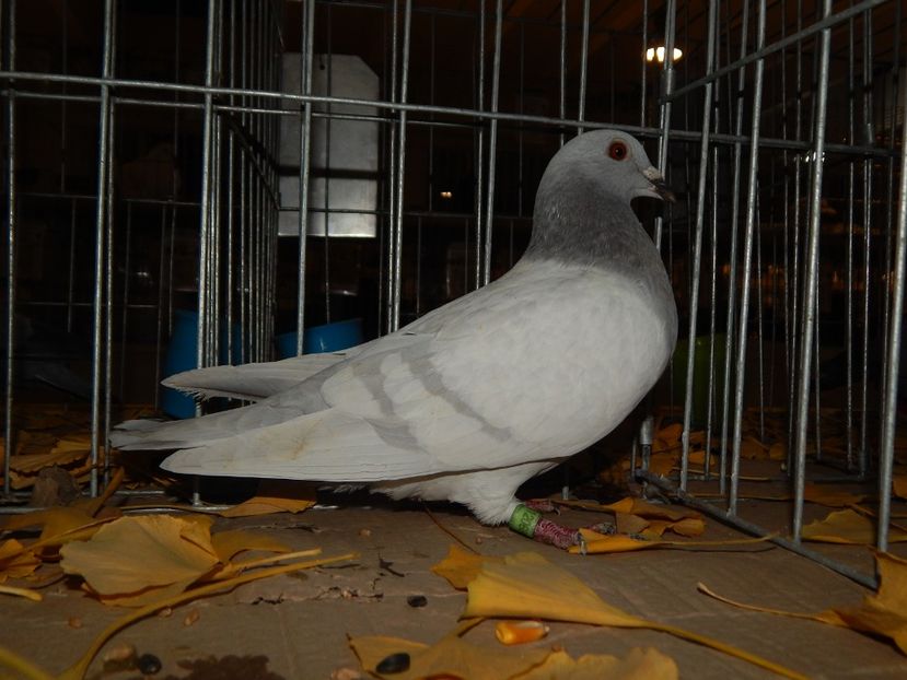  - Sannicolau Mare Noiembrie 2018