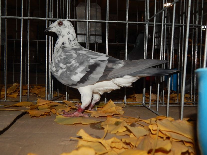  - Sannicolau Mare Noiembrie 2018