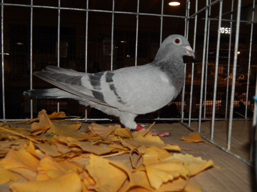  - Sannicolau Mare Noiembrie 2018