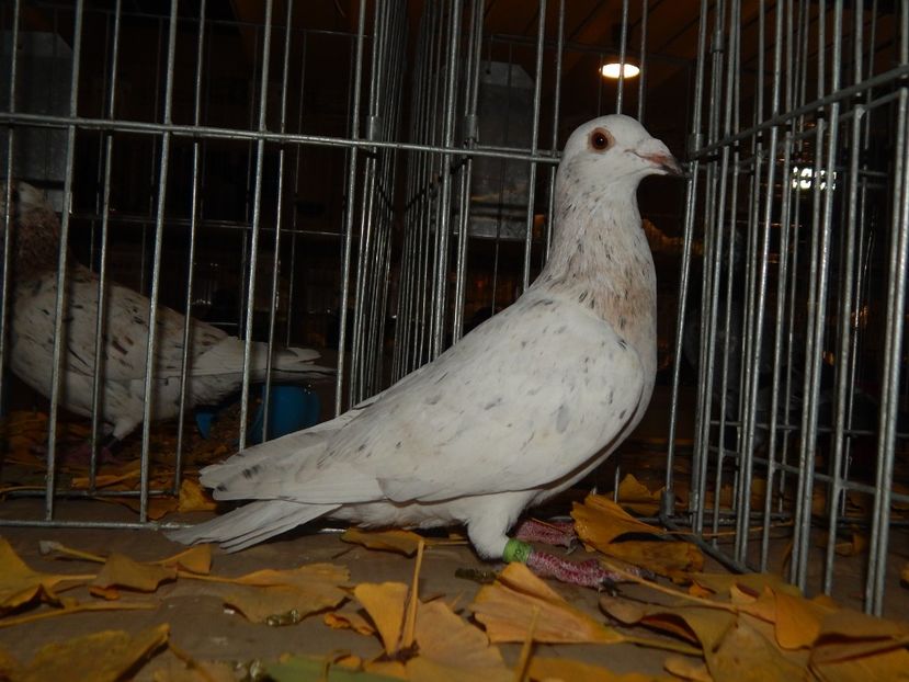  - Sannicolau Mare Noiembrie 2018