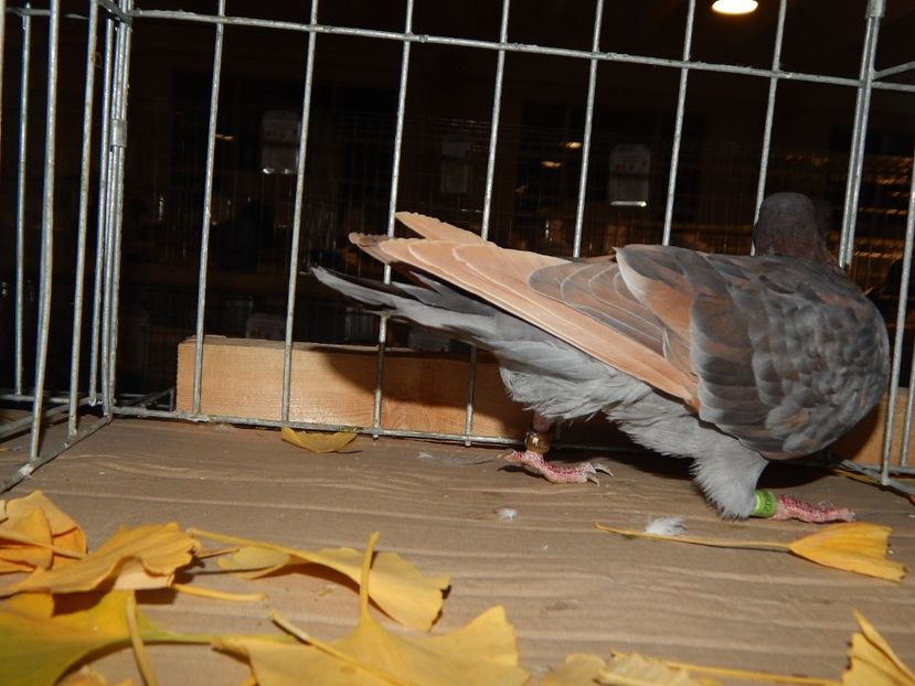  - Sannicolau Mare Noiembrie 2018