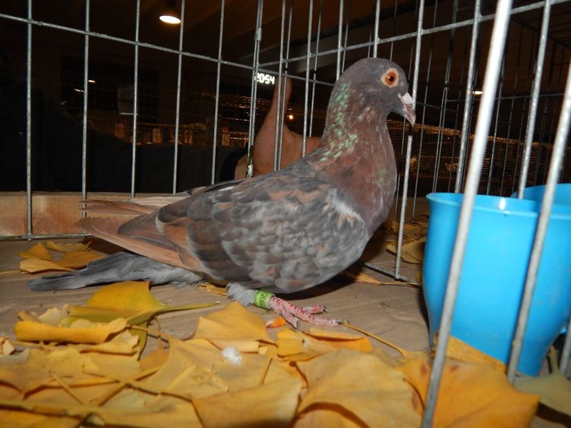  - Sannicolau Mare Noiembrie 2018