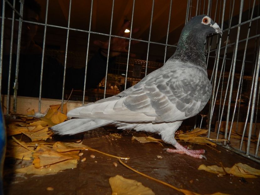  - Sannicolau Mare Noiembrie 2018