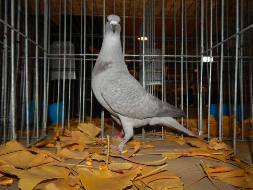  - Sannicolau Mare Noiembrie 2018