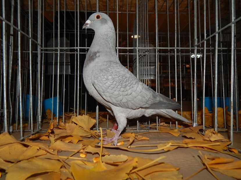  - Sannicolau Mare Noiembrie 2018