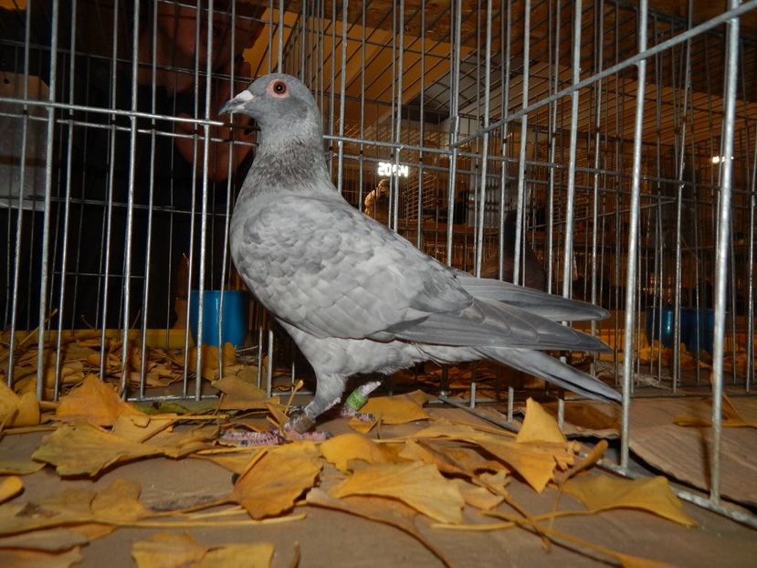  - Sannicolau Mare Noiembrie 2018