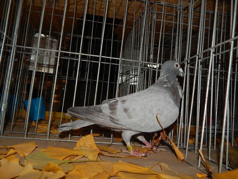  - Sannicolau Mare Noiembrie 2018