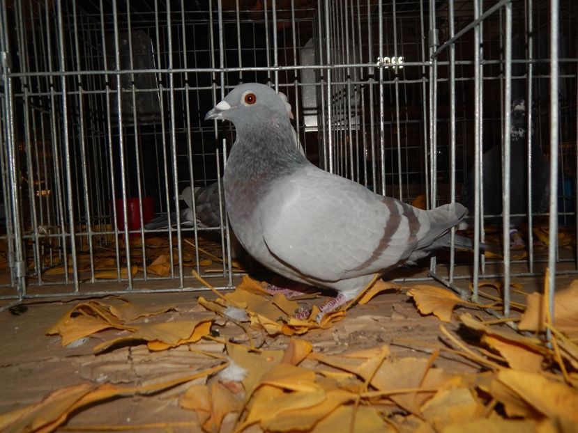  - Sannicolau Mare Noiembrie 2018