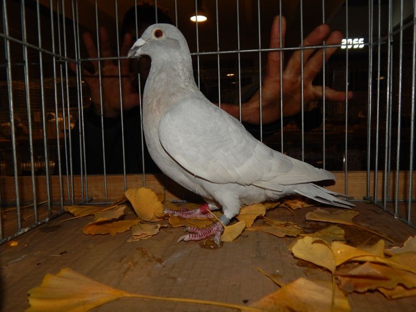  - Sannicolau Mare Noiembrie 2018