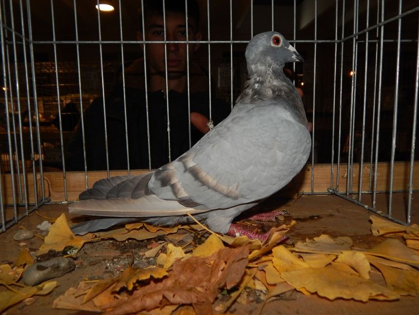  - Sannicolau Mare Noiembrie 2018