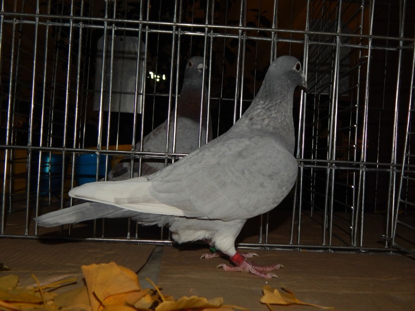  - Sannicolau Mare Noiembrie 2018